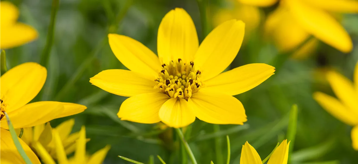 Coreopsis tripteris