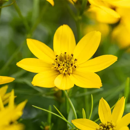 Coreopsis tripteris