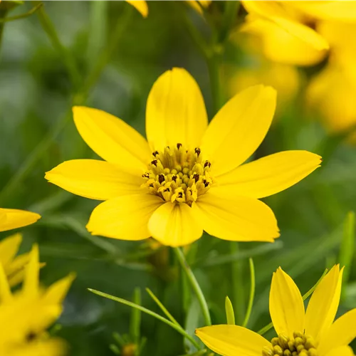 Coreopsis tripteris
