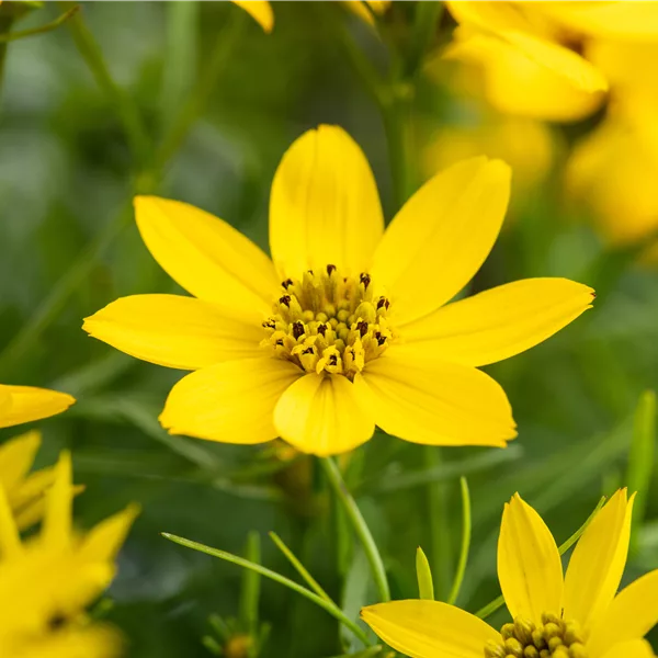 Coreopsis tripteris