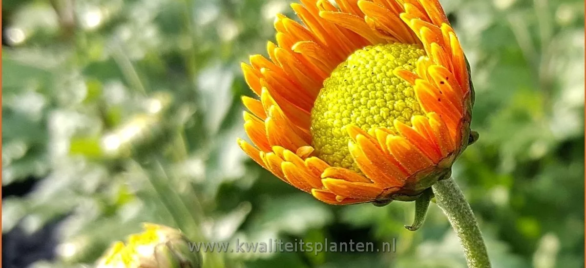 Chrysanthemum indicum 'Goldmarianne'