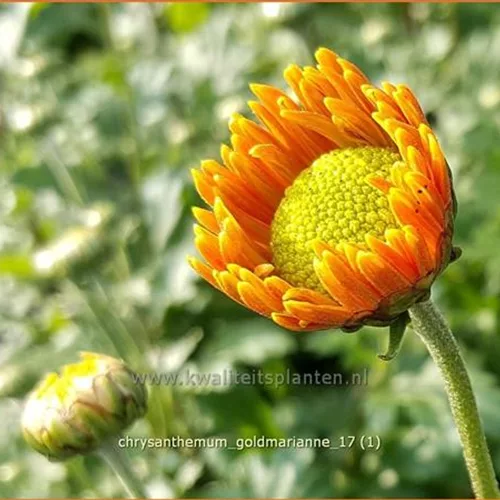 Chrysanthemum indicum 'Goldmarianne'
