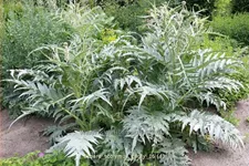 Cynara scolymus 'Cardy' Staude im 9x9 cm Vierecktopf