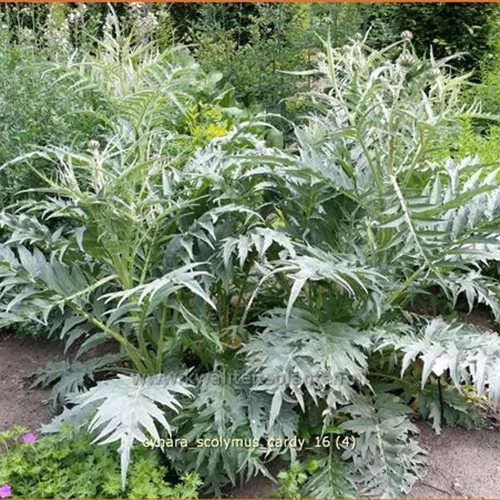 Cynara scolymus 'Cardy'