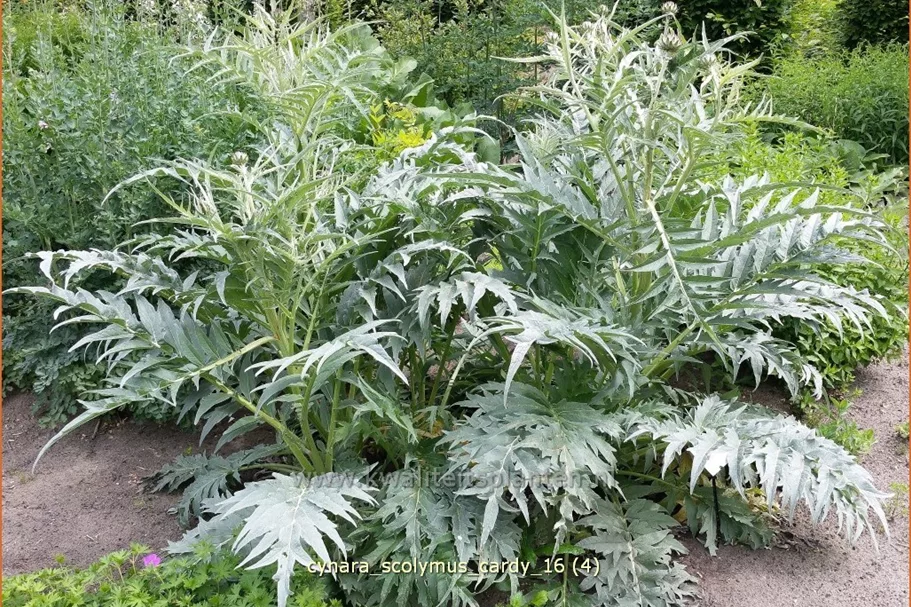 Cynara scolymus 'Cardy' Staude im 9x9 cm Vierecktopf