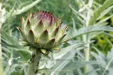 Cynara scolymus 'Cardy' Staude im 9x9 cm Vierecktopf