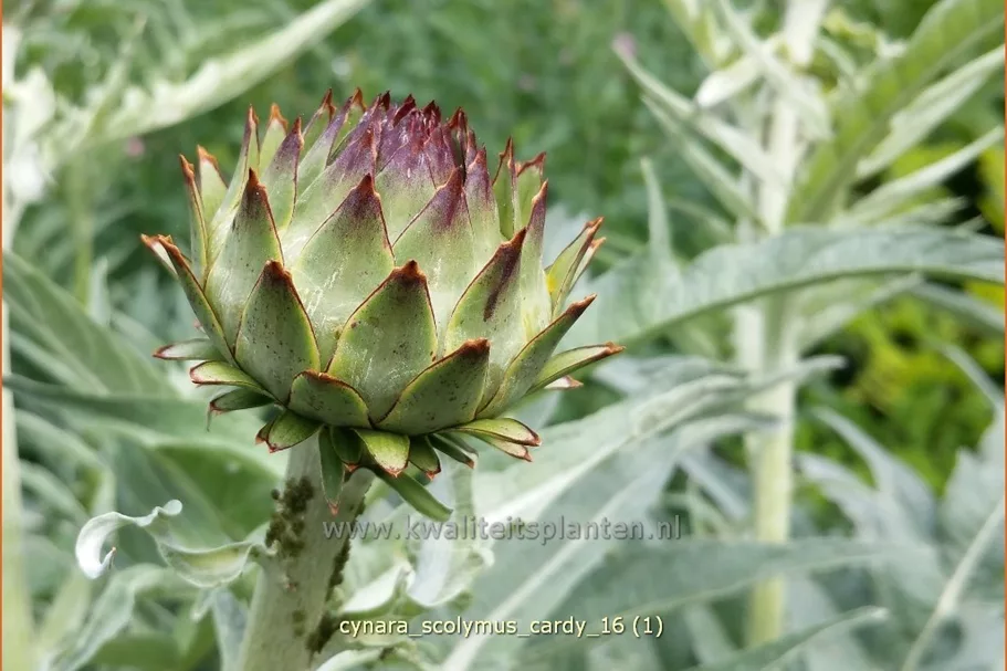 Cynara scolymus 'Cardy' Staude im 9x9 cm Vierecktopf