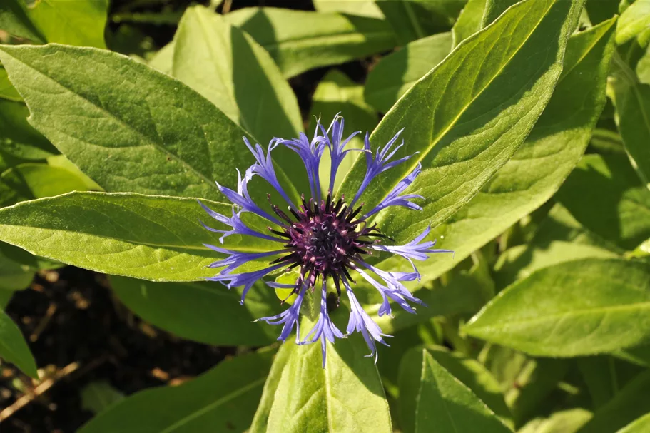 Centaurea montana