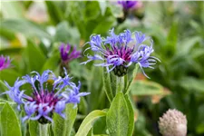 Centaurea montana