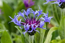 Centaurea montana