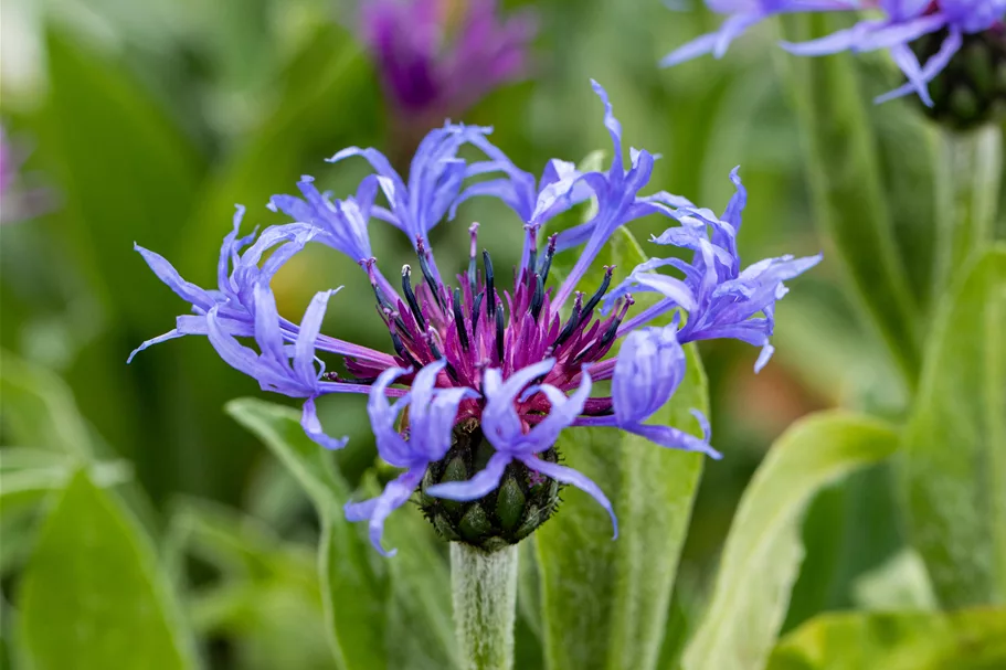 Centaurea montana