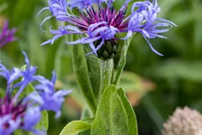 Centaurea montana