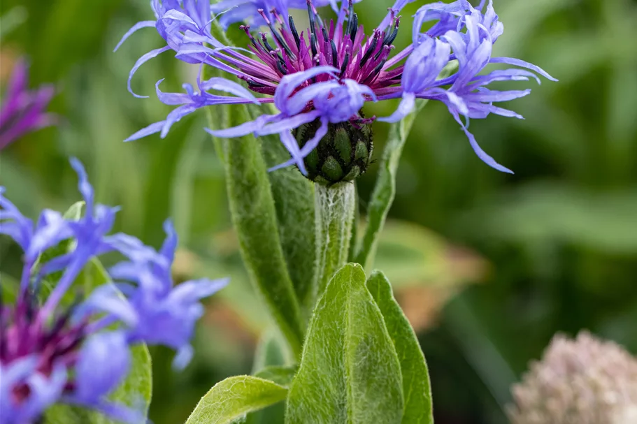 Centaurea montana