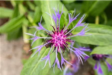 Centaurea montana