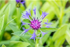 Centaurea montana