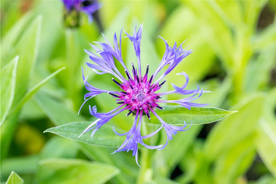 Centaurea montana