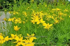 Coreopsis verticillata
