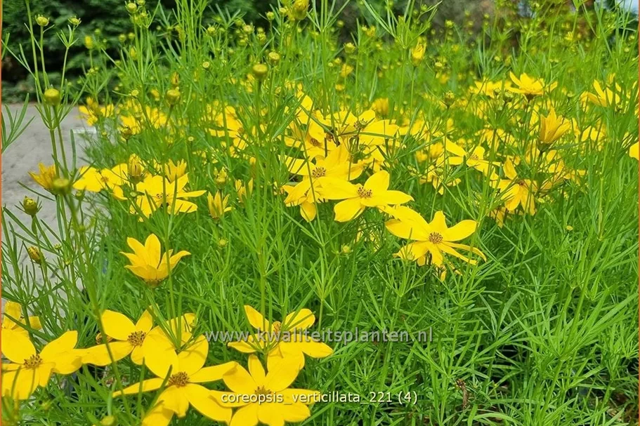 Coreopsis verticillata