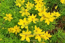 Coreopsis verticillata