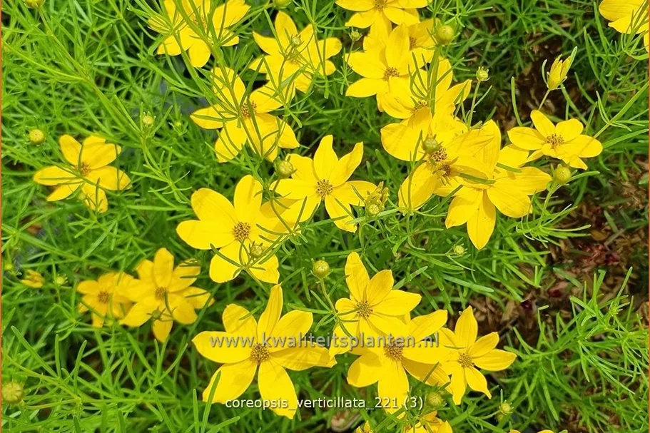 Coreopsis verticillata