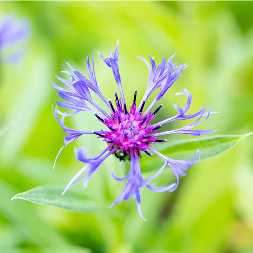 Centaurea montana
