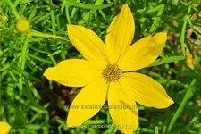 Coreopsis verticillata