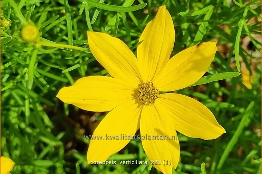 Coreopsis verticillata
