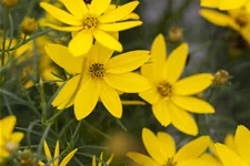Coreopsis verticillata