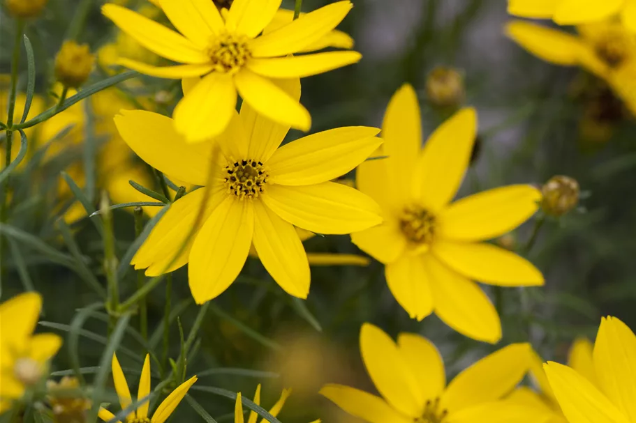 Coreopsis verticillata
