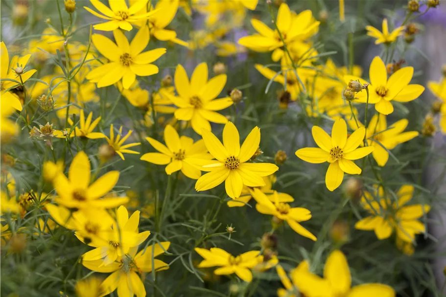 Coreopsis verticillata