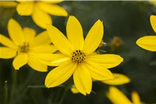 Coreopsis verticillata