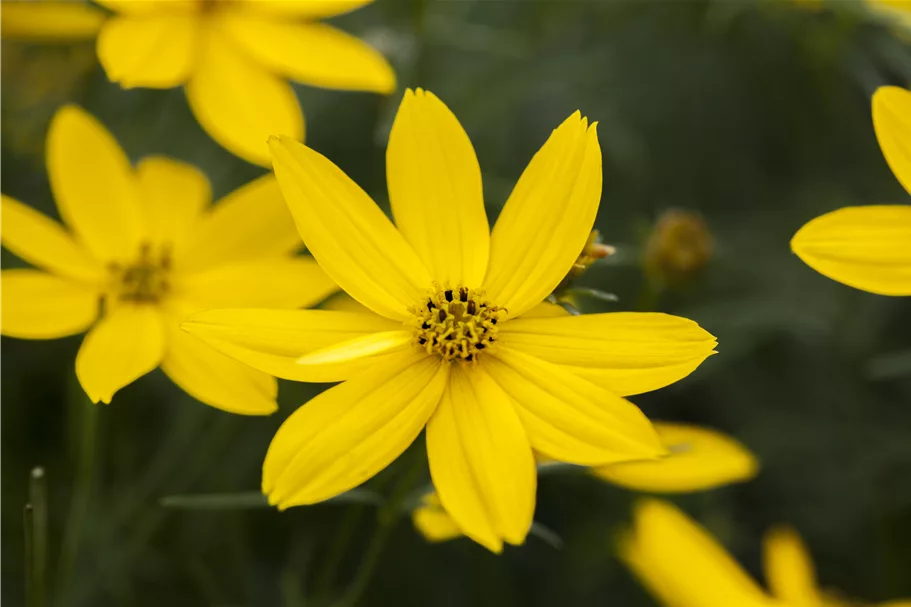 Coreopsis verticillata