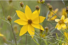 Coreopsis verticillata