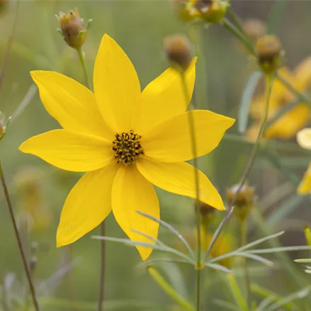 Coreopsis verticillata 'Grandiflora'