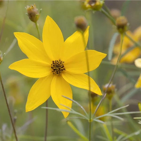 Coreopsis verticillata 'Grandiflora'