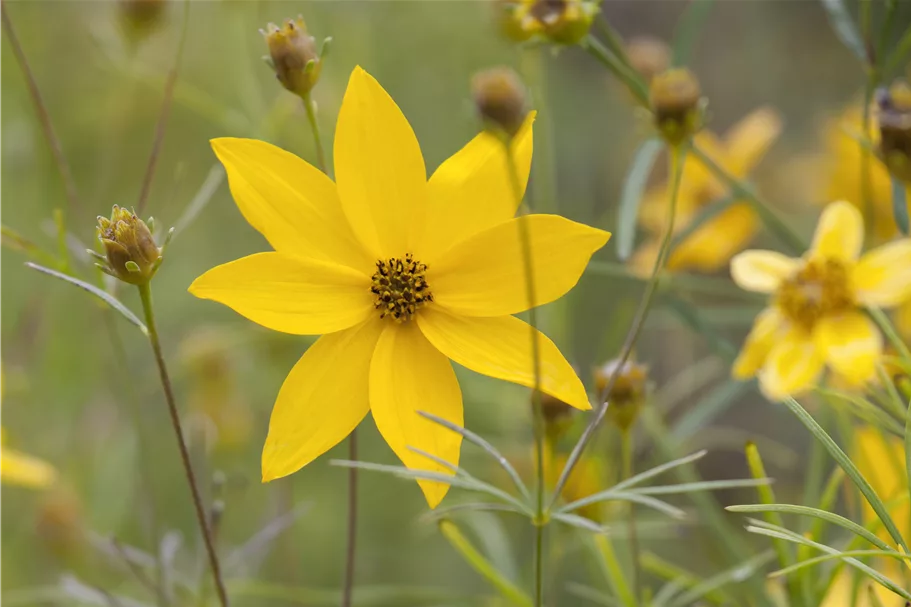 Coreopsis verticillata