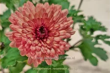 Chrysanthemum indicum 'Herbstbrokat'