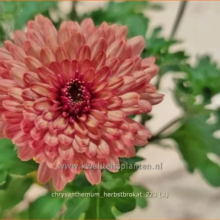 Chrysanthemum indicum 'Herbstbrokat'