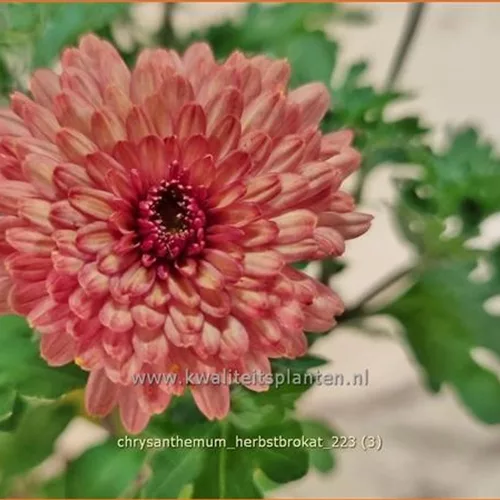 Chrysanthemum indicum 'Herbstbrokat'