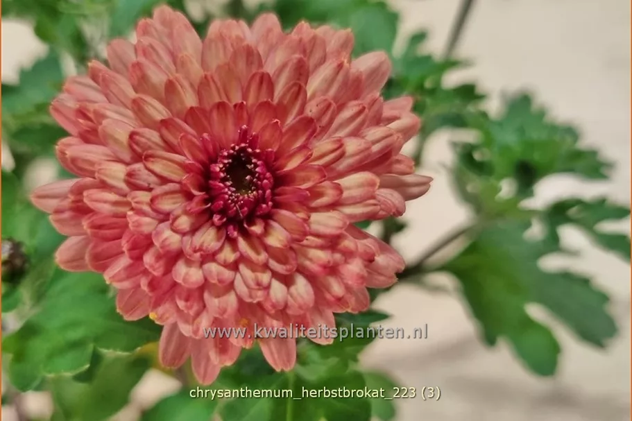 Chrysanthemum indicum 'Herbstbrokat'