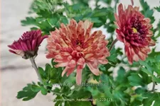 Chrysanthemum indicum 'Herbstbrokat'