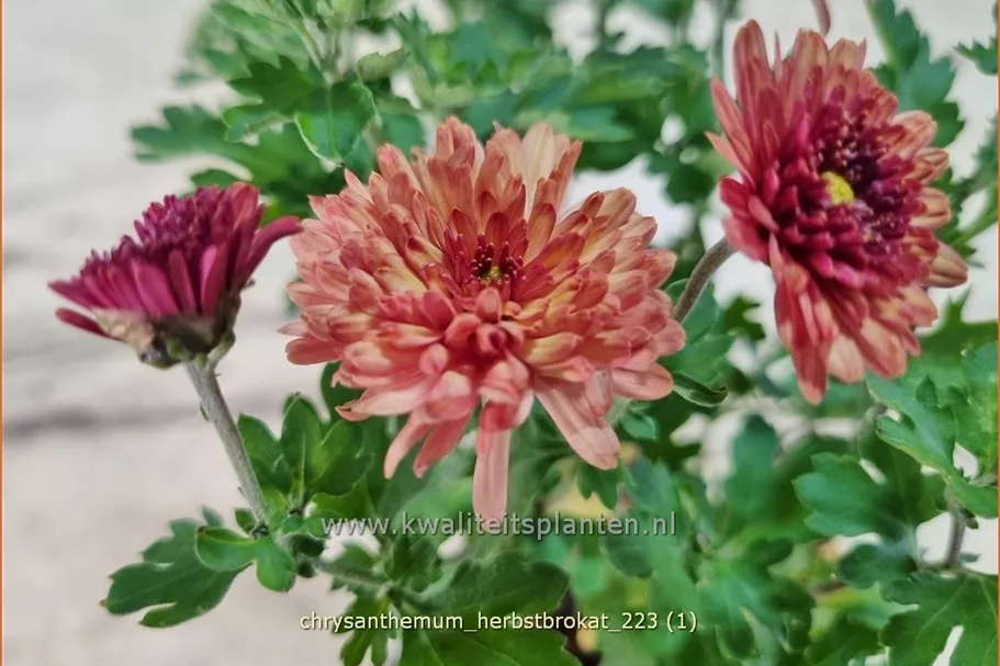 Chrysanthemum indicum 'Herbstbrokat'