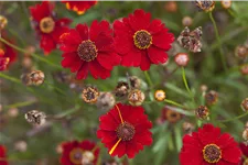 Coreopsis verticillata