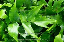 Cyrtomium falcatum 'Rochfordianum' Staude im 9x9 cm Vierecktopf