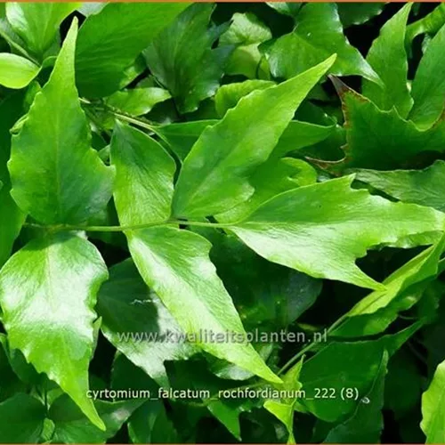 Cyrtomium falcatum 'Rochfordianum'