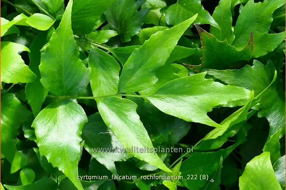 Cyrtomium falcatum 'Rochfordianum' Staude im 9x9 cm Vierecktopf