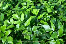 Cyrtomium falcatum 'Rochfordianum' Staude im 9x9 cm Vierecktopf