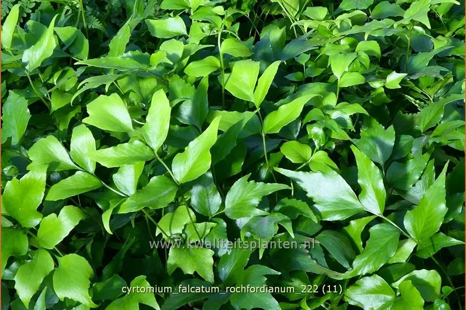 Cyrtomium falcatum 'Rochfordianum' Staude im 9x9 cm Vierecktopf