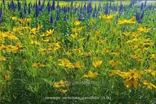 Coreopsis verticillata 'Grandiflora'
