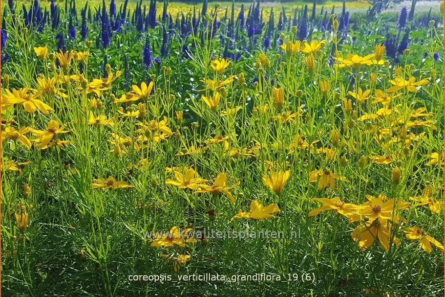 Coreopsis verticillata 'Grandiflora'